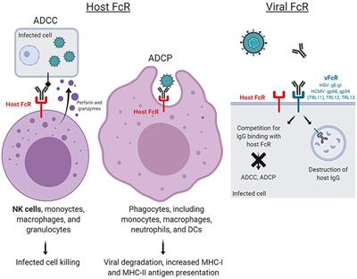 Frontiers | The Roles Of Host And Viral Antibody Fc Receptors In Herpes ...